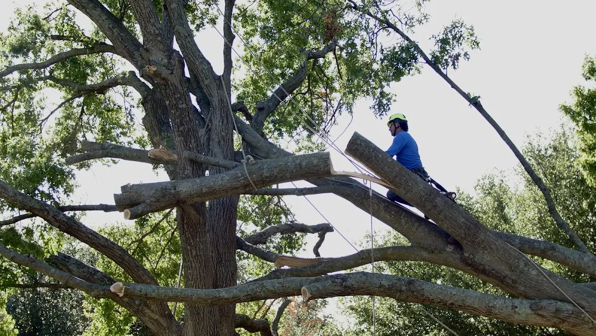 Professional Crown Thinning performed by certified arborists in Hayti