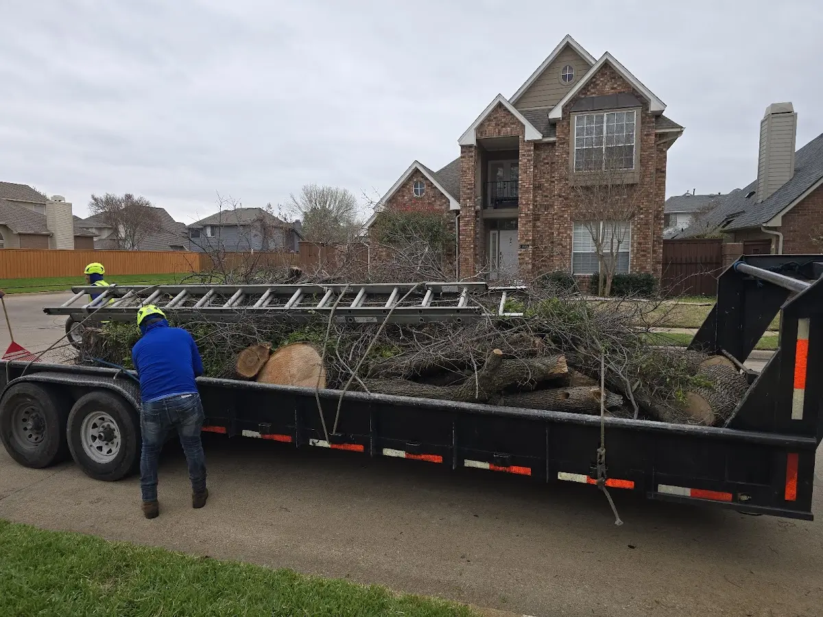 Expert Tree Removal with proper safety equipment in Hayti